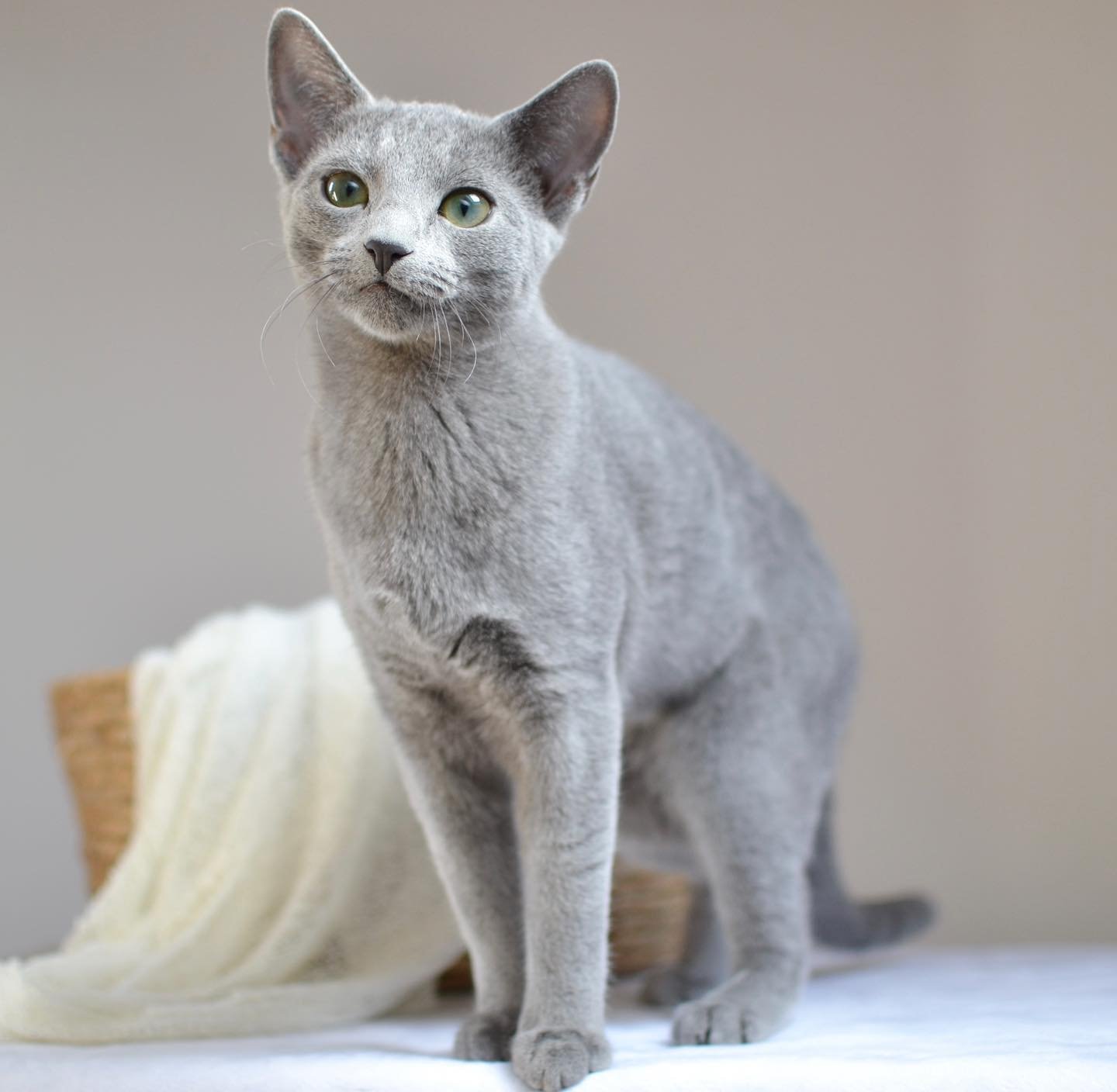 Prince - Adult Russian Blue Cat